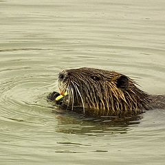 photo "Toothpick"