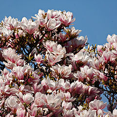 фото "Magnolia"