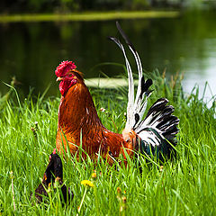 photo "Rooster and Hen"