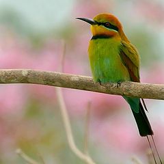 photo "bee-eater"