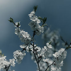 photo "***"