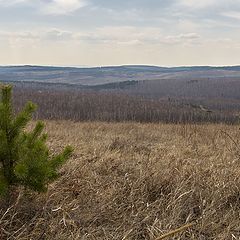 фото "Сосёночка..."