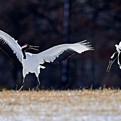 фото "Sunrise dance"