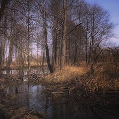 фото "Лесные технологии"