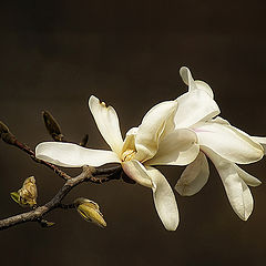 фото "Magnolia kobus"