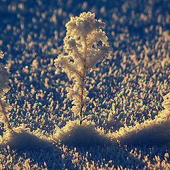 photo "***"