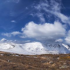 фото "Гусь"