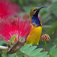 фото "sunbird (male)"