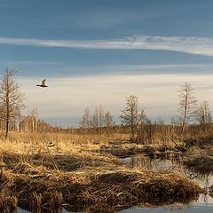 photo "Isaevskoye marsh"