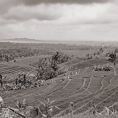 фото "поля Бали"