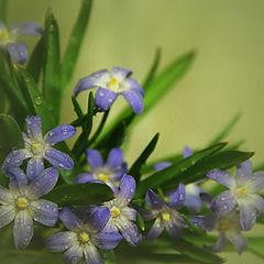 фото "Весеннее..."