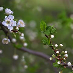 photo "Captivating freshness - the breath of spring ..."