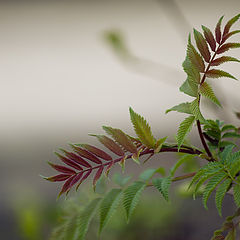 photo "***"