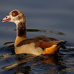 фото "Duck"