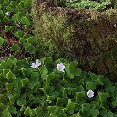 photo "Wood sorrel"