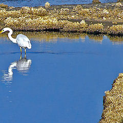 photo "Heron"