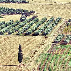 photo "Messara Plain. Crete."