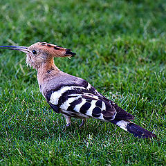 photo "Hoopoe"