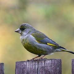 photo "Greenfinch"