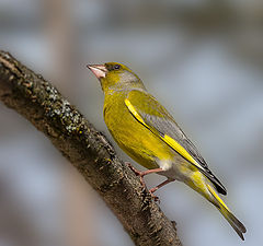 фото "Зеленушка Chloris chloris"