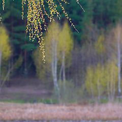 фото "Весенний этюд"