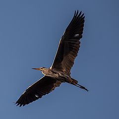 фото "Flying heron"