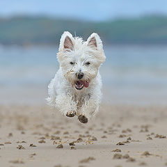 photo "Molly The Airborne"