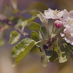 photo "***"