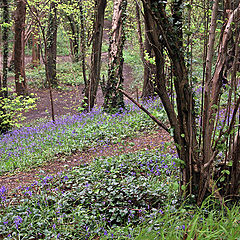 photo "blue bells"