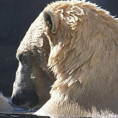 photo "Polar bear"