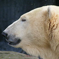 фото "Polar bear"