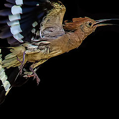 фото "Hoopoe in flight"