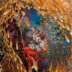 photo "Dance with lionfish"