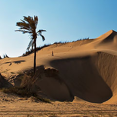 фото "Sand Dune by the see shore"