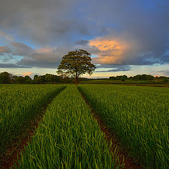 фото "The Road"