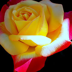 photo "Yellow and Red Rose...."