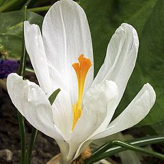 photo "Crocus"