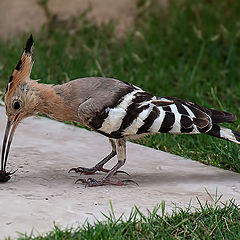 photo "The catch"