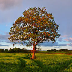 photo "On the crossroads II"