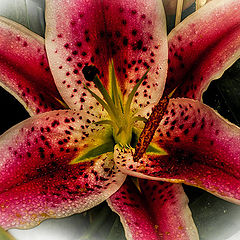 фото "Willd Floral macro"