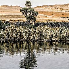 фото "Shadows  on the nile"