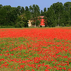 фото "poppies"