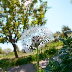 photo "Dandelion"