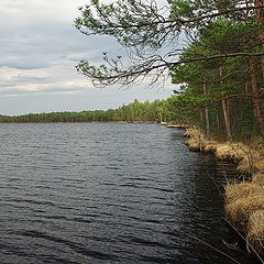 photo "Forest lake"
