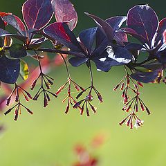 photo "Barberry"