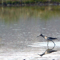 photo "On the marsh..."