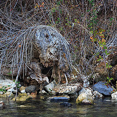 photo "Wood goblin"