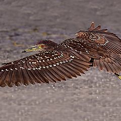 photo "In flight"