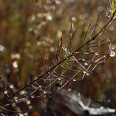 photo "Autumn diagonal"