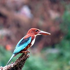 photo "Kingfisher"